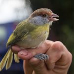 rufous-browed_peppershrike (1)
