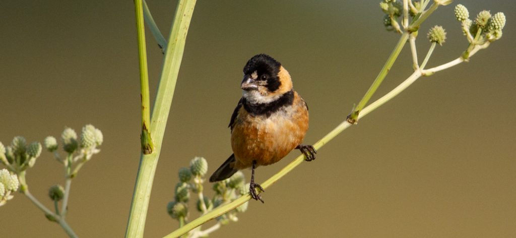 rufous-collared_seedeater