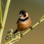rufous-collared_seedeater