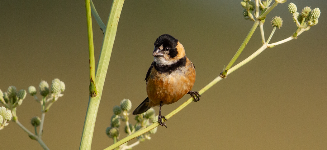 rufous-collared_seedeater