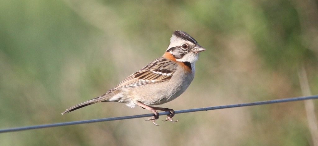 rufous-collared_sparrow