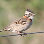 rufous-collared_sparrow