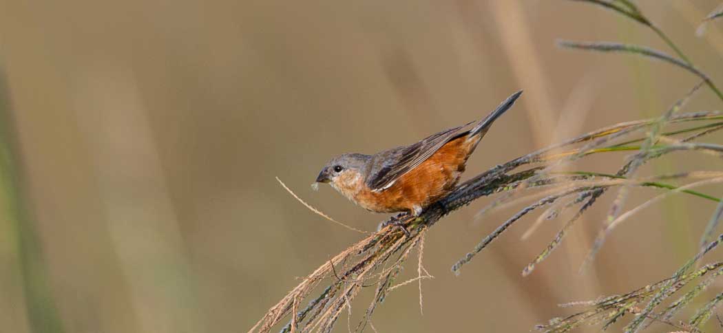 rufous-rumped_seedeater (1)