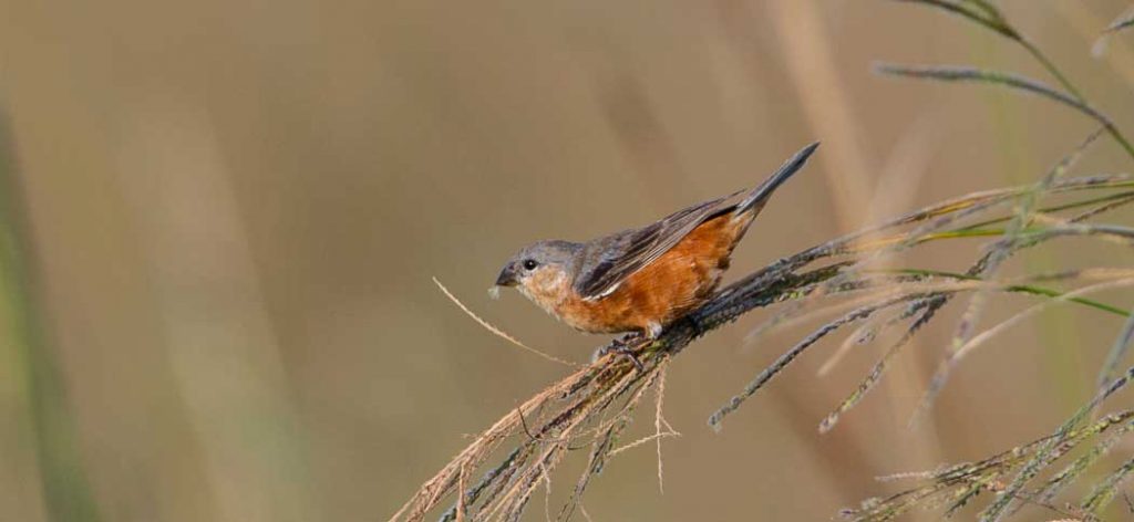 rufous-rumped_seedeater