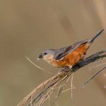 rufous-rumped_seedeater