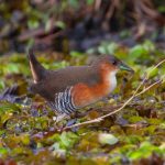 rufous-sided_crake