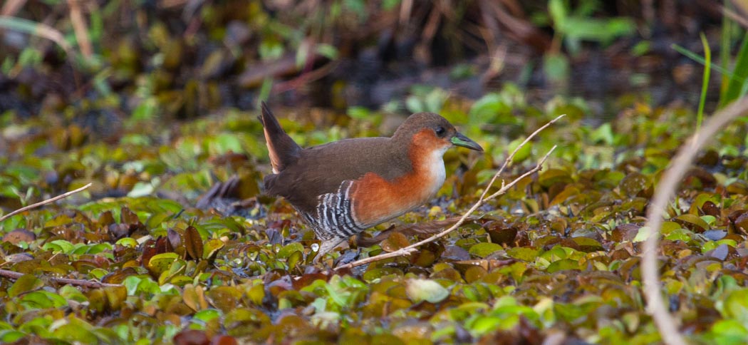 rufous-sided_crake