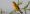 saffron-cowled_blackbird (1)