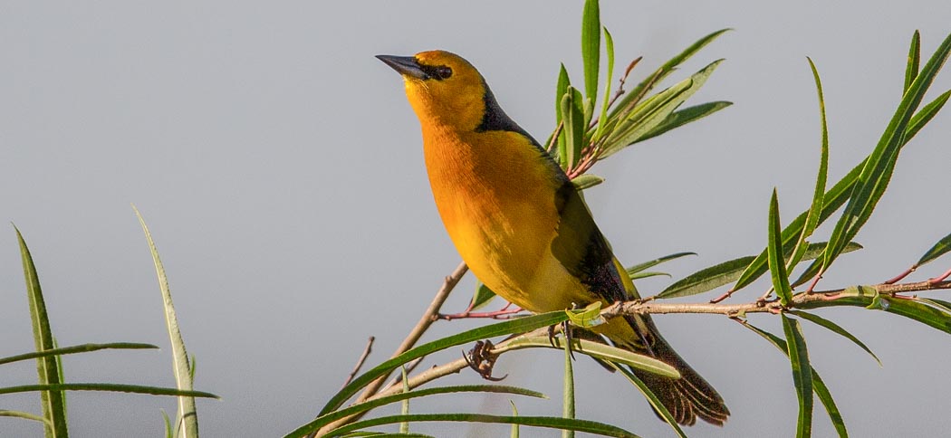 saffron-cowled_blackbird (1)