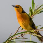 saffron-cowled_blackbird