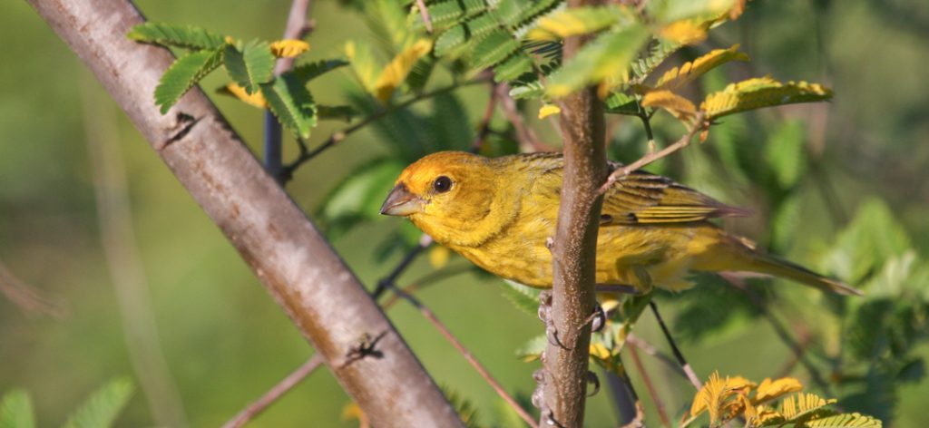 saffron_yellow-finch