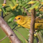 saffron_yellow-finch