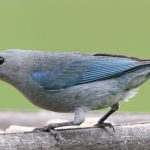 sayaca_tanager