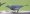 sayaca_tanager
