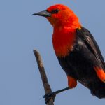 scarlet-headed_blackbird