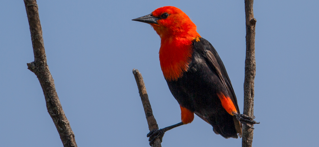 scarlet-headed_blackbird