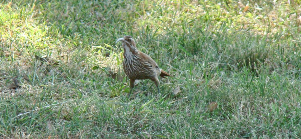 scimitar-billed_woodcreeper