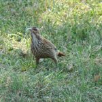scimitar-billed_woodcreeper
