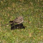 scissor-tailed_nightjar