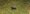 scissor-tailed_nightjar