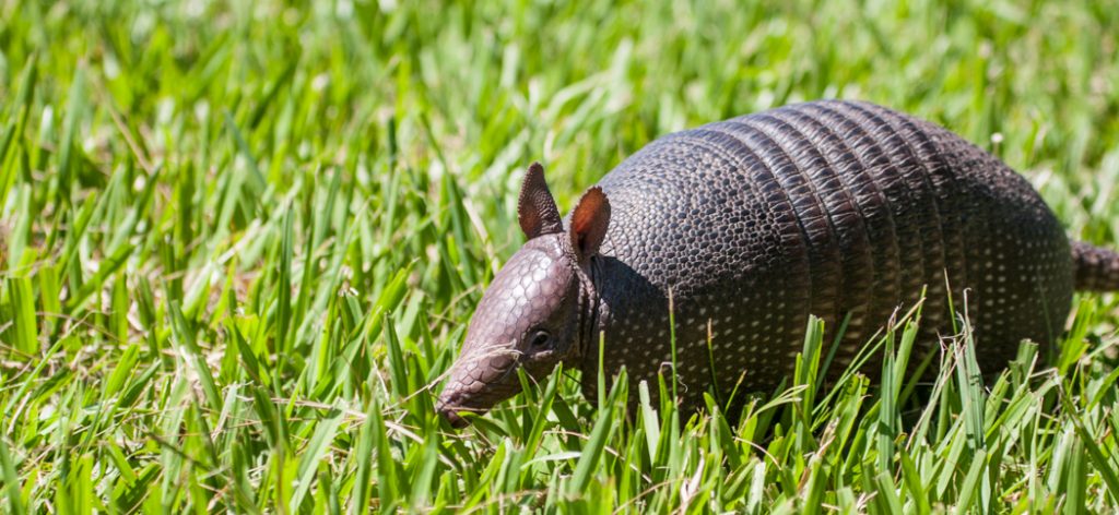 seven-banded_armadillo