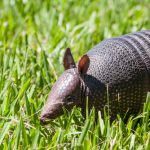 seven-banded_armadillo