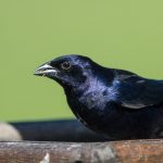 shiny_cowbird