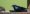 shiny_cowbird