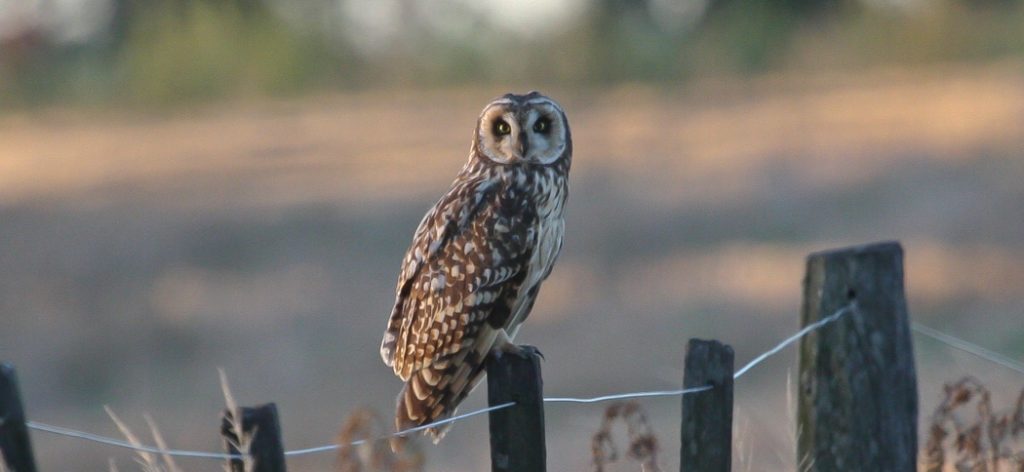 short-eared_owl