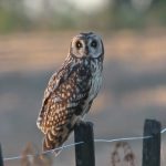 short-eared_owl