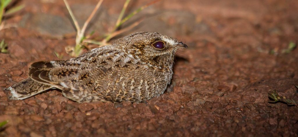 sickle-winged_nightjar