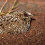 sickle-winged_nightjar