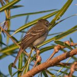 small-billed_elaenia