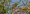 small-billed_elaenia