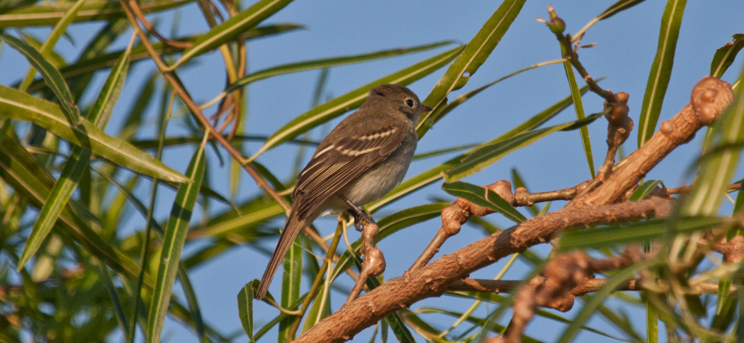 small-billed_elaenia