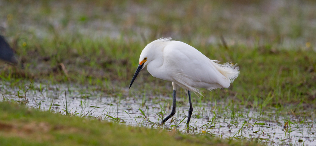 snowy_egret