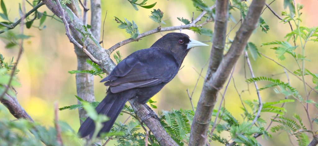 solitary_black_cacique