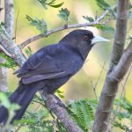 solitary_black_cacique