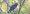 solitary_black_cacique