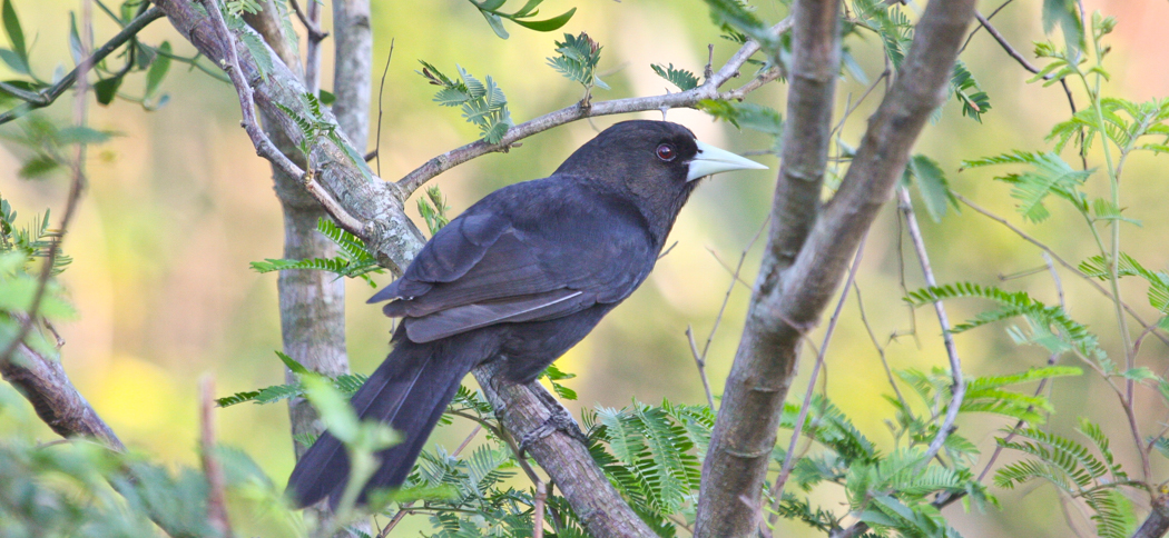 solitary_black_cacique