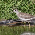solitary_sandpiper