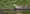 solitary_sandpiper