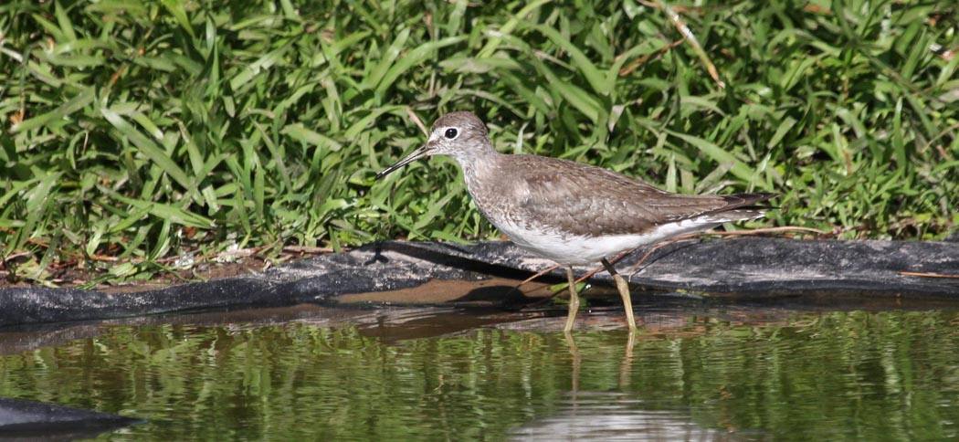 solitary_sandpiper