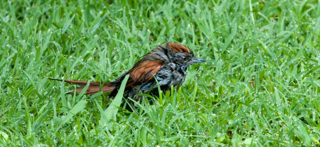 sooty-fronted_spinetail