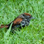 sooty-fronted_spinetail