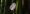 sooty_tyranulet