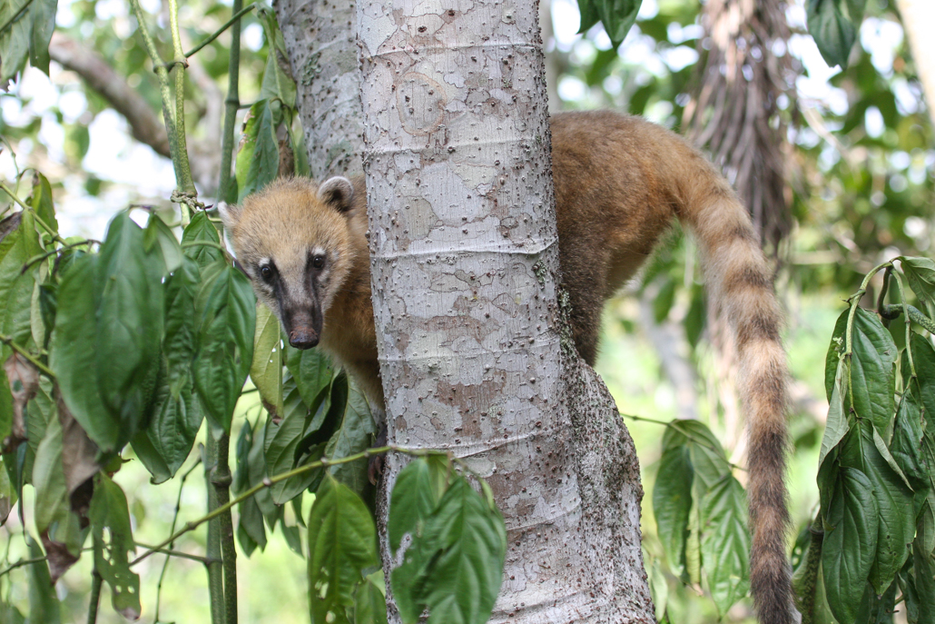 south_american_coati