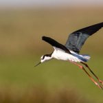 south_american_stilt