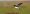 south_american_stilt
