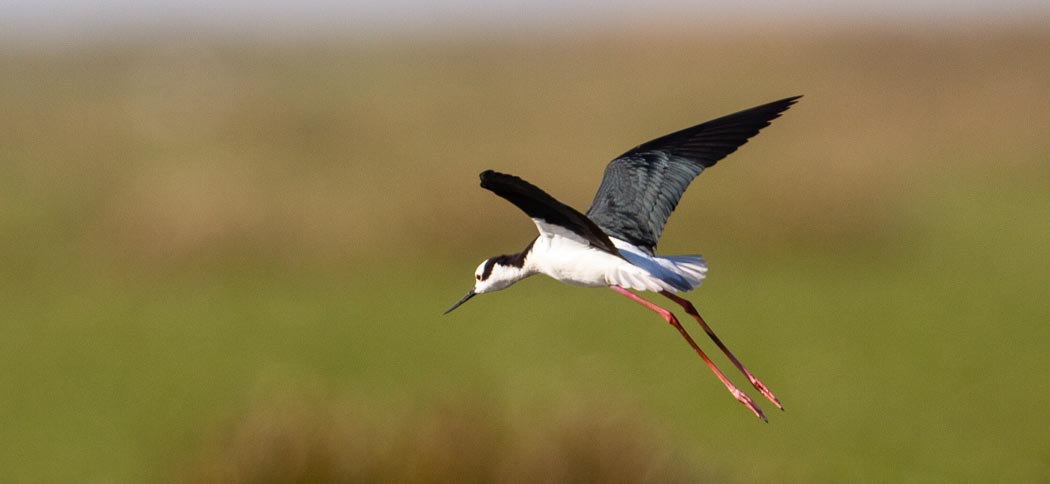 south_american_stilt